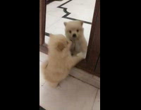 Small brown puppy dog digs scratches mirror