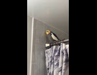 Bird copying hoomans hyperventilating sound