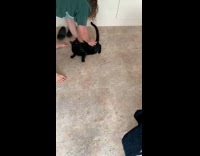 Guy rub and spin black cat on floor