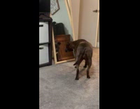 Dog look at owner in mirror reflection