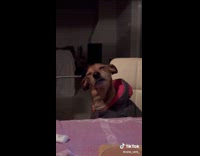 Dog gets head scratch sleepy on chair