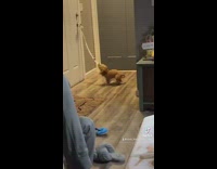 Collab Clips mpugc - Dog pulling on bells on white door