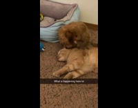 Dog licks cat on the face