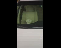 Small white dog sitting in passenger seat of car staring back