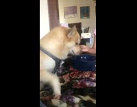 Girl spoon feeds dog from bowl