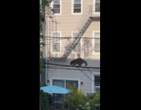 Raccoon cross over electric wires on street