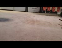 Baby yellow chick learns to walk chirps 