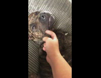 Girl touches mouth sleeping brown brindle dog 