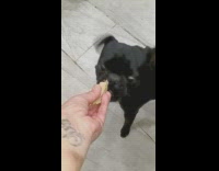 Woman hand feeds dog tamale 