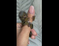 Baby marmoset holds onto finger 