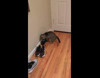Cat on floor playing with an uggs boot 
