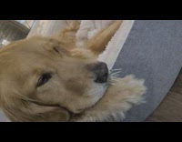 Pet dog with porcupine quills on its face Part 1