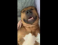 Dog sleeps on back mouth open snores 