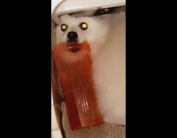 Dog in kennel growls when owner tries to take bottle