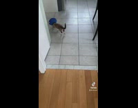 Kitten moves head in cone 