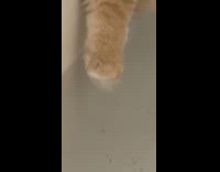 Collab Clips MPUGC - Cat waits for hooman to bathe 