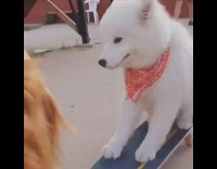Man pushes big white fluffy dog with red bandana on skateboard, Skater Boy Avril Lavigne