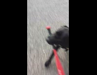 Black dog run carry red metal bat