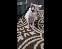 Sphynx cat with boobs sit on carpet