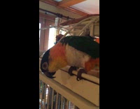 Collab Tesh - green white and yellow bird talking