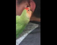 Green orange bird bites ears guy laughs 