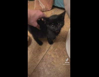 Black cat meowing and crying as it gets scratched 