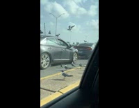 Seagulls surrounding car fly into window gets caught 