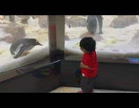 Little boy watches penguins at zoo 