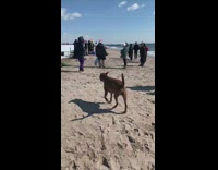 Guy walks by people on beach dogs