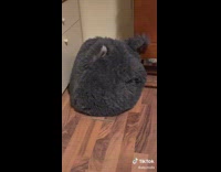 Small shihtzu dog plays with bed