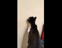 Cat biting off nail from wall 