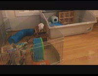 Hamster climb house to get over fence