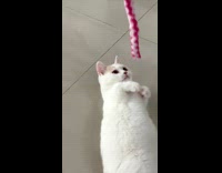Munchkin cat tries to reach for toy 