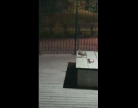 Rats crawl near pigeon bench 