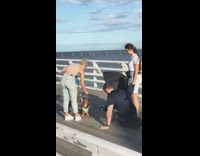 Pet dogs photoshoot session on the beach dock