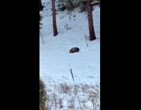 Collab animalig_default - Bear plays around the woods with snow