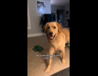 Compilation of dog burping after every meal