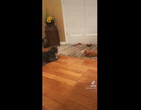 Baby orange kitten and cat meow talk to each other 