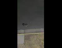 Collab BitchMP - Raccoon followign red laser pointer 