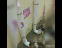 Food and water in pipes for cats