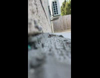 Baby snake slithers on side the wall 