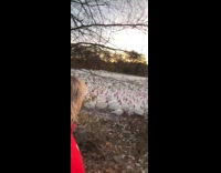 Woman clucks getting reactions from turkeys