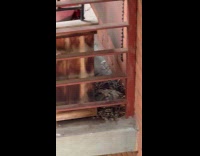 Nest with baby pigeons on apartment balcony