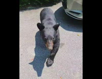 Black bear approaches filmer and tries to bite leg softly 