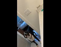 Black and white dog growling gets closer 