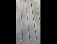 Bee hovering around submitters deck
