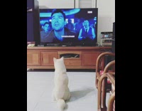 White cat sits watches TV
