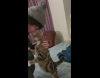 Pet cat reaches to owner and gets a kiss