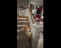 Corgi dog dancing to snoopy christmas toy 