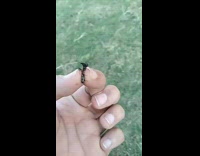 Man holds a big black ant and screams when bitten